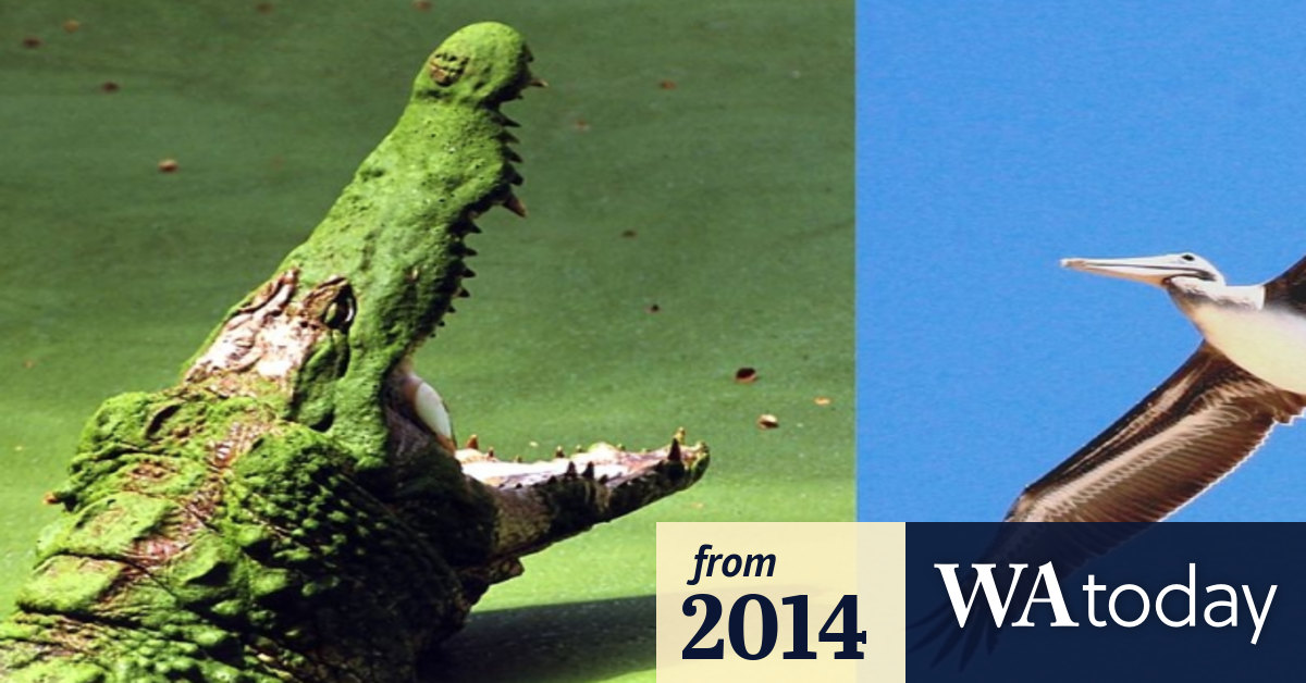 When it comes to DNA, crocodiles and birds flock together